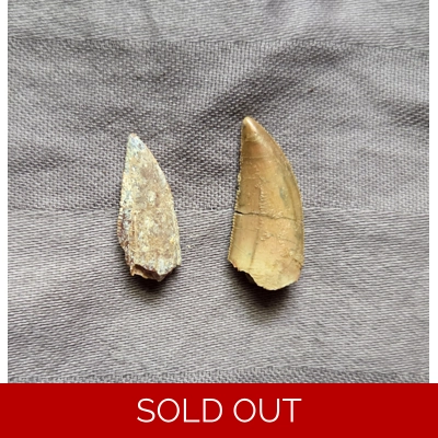 Rare Abelisaur Fossil Tooth Set Theropod Dinosaur Morocco